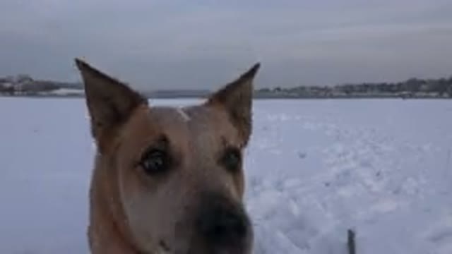 WESTMINSTER COLORADO-2015: Tan Colored Medium Sized Dog Waits For Someone To Throw Snowball