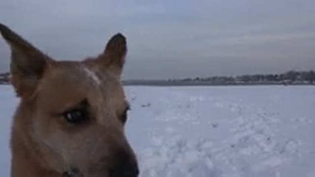WESTMINSTER COLORADO-2015: A Medium Brown Dog's Ears Twitch As The Wind Blows