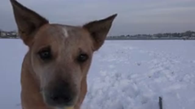 WESTMINSTER COLORADO-2015: A Little Cute Dog Alone In An Ice Land Looking The