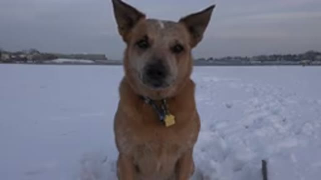 WESTMINSTER COLORADO-2015: A Small Talented Dog In The Snow