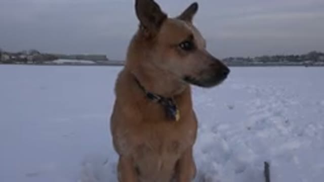 WESTMINSTER COLORADO-2015: Brown Dog Sits on Snow Looking Around on a Cloudy Day