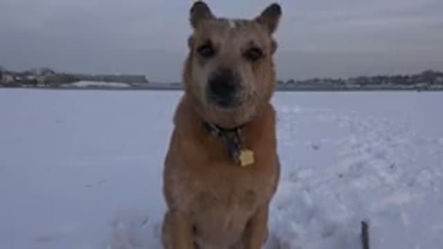 WESTMINSTER COLORADO-2015: A Small Talented Dog Out In The Cold