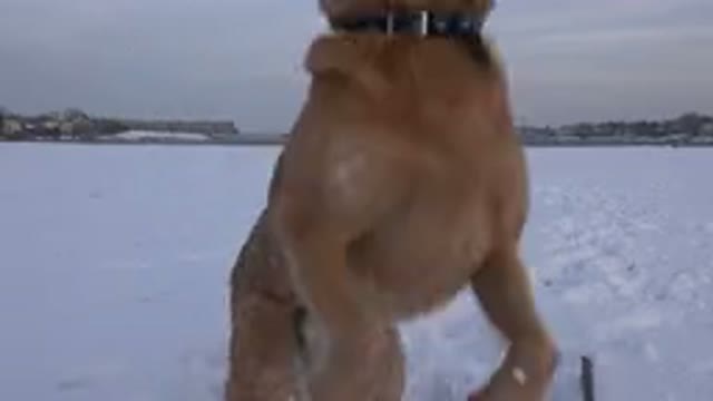 WESTMINSTER COLORADO-2015: Dog Looking Around in the Snow