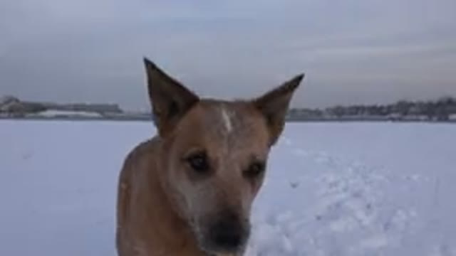 WESTMINSTER COLORADO-2015: Close Up Of A Brown Dog In A Snowy Field