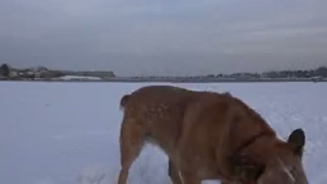 WESTMINSTER COLORADO-2015: Dog Jumping in Snow with Collar, Cold Footprints, Distant Trees