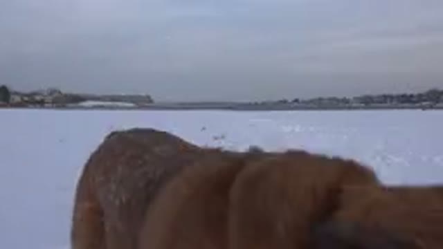 WESTMINSTER COLORADO-2015: Cute Dog Jumps and Bites in the Snow