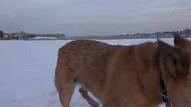 WESTMINSTER COLORADO-2015: A Brown Dog Eagerly Eats Snow in a Snowy Day