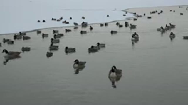 WESTMINSTER COLORADO-2015: Ducks Life In Water