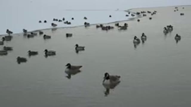 WESTMINSTER COLORADO-2015: Geese On A Body Of Water At The Edge Of Ice
