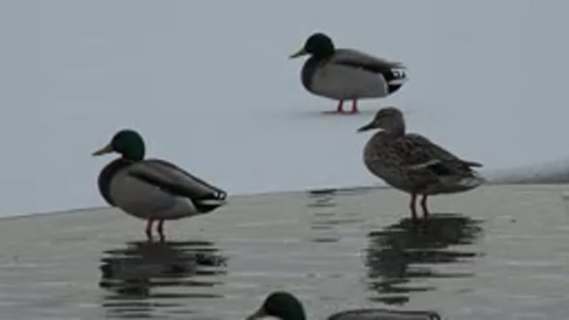 WESTMINSTER COLORADO-2015: Duck Floating In The Lake Duck Standing In Water And