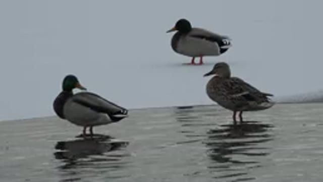 WESTMINSTER COLORADO-2015: Ducks In The Water And Snow