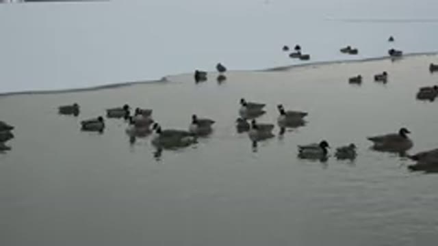 WESTMINSTER COLORADO-2015: A Bunch Of Ducklings Swimming In A Pool By Snow