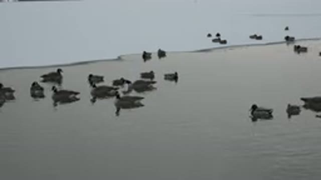 WESTMINSTER COLORADO-2015: Gaggle Of Geese Swimming In Calm Water On A Clear Day