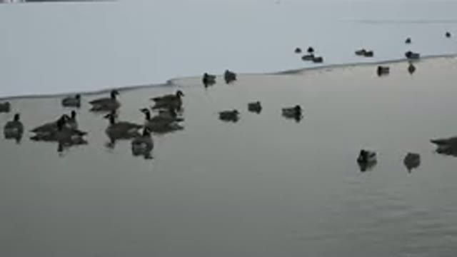 WESTMINSTER COLORADO-2015: Many Ducks Peacefully Swimming And Sleeping In A Pond