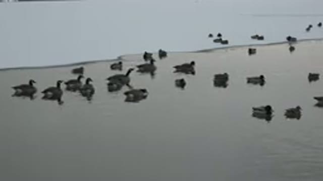 WESTMINSTER COLORADO-2015: Ducks Swimming On A Pond