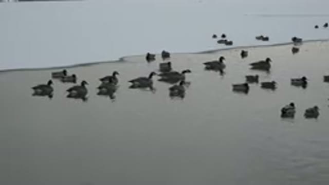 WESTMINSTER COLORADO-2015: How A Group Of Wild Ducks Take Care Of Their Young By