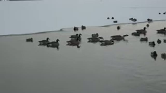 WESTMINSTER COLORADO-2015: Family Of Ducks Taking Advantage Of The River Thawing