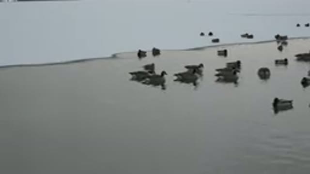 WESTMINSTER COLORADO-2015: Ducks Together Swimming Freely In The Lake