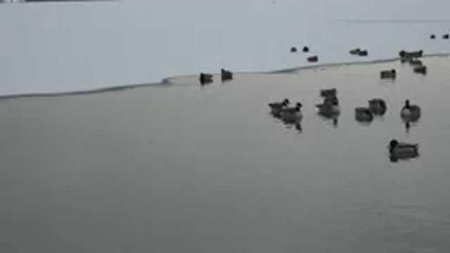 WESTMINSTER COLORADO-2015: Ducks Chill On A Snowy Pond