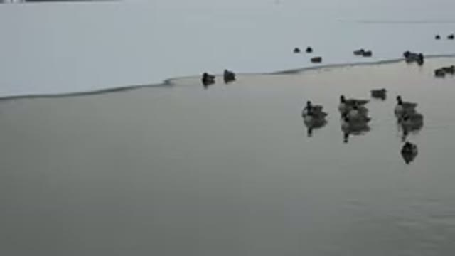 WESTMINSTER COLORADO-2015: Small Group of Ducks Floating in the Lake Quietly