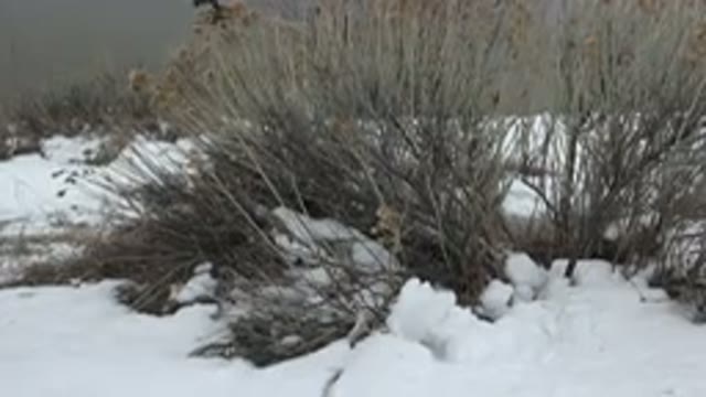 WESTMINSTER COLORADO-2015: Tan Colored Medium Sized Dog Sniffs Around in Snow