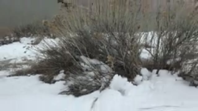 WESTMINSTER COLORADO-2015: Dog Playing Hunting His Toy In The Snow Together With