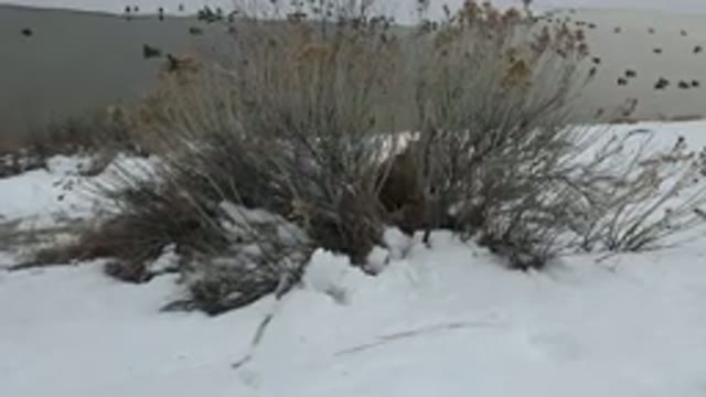 WESTMINSTER COLORADO-2015: Child Eating In Snowy Backyard