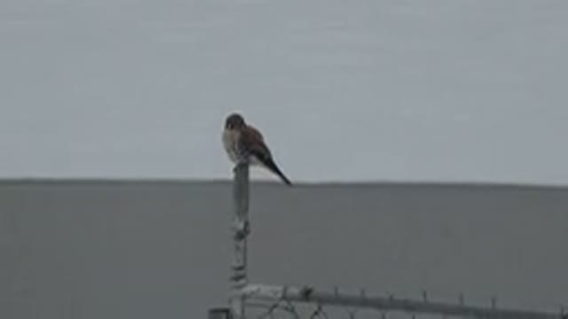 WESTMINSTER COLORADO-2015: Bird Resting On A Metal Structure With The Sea In Background