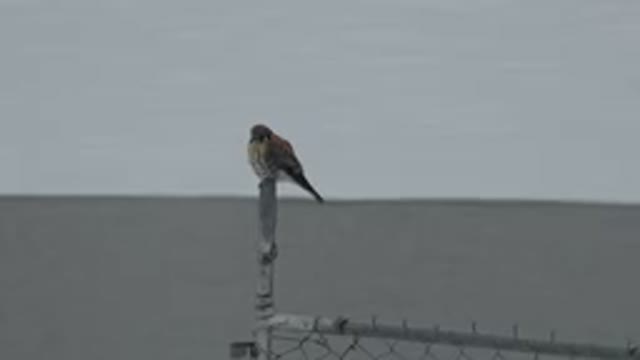 WESTMINSTER COLORADO-2015: The Hawk Sits On The Top Of The Fence And Watched The