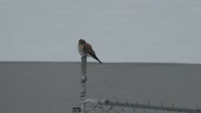 WESTMINSTER COLORADO-2015: White Black And Brown Bird Sits On Fence Post Near Water
