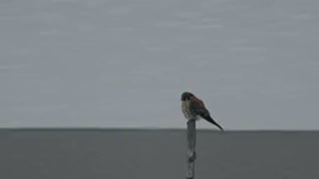 WESTMINSTER COLORADO-2015: Small Bird Perched On A Pole Near A Beach On A Windy Day
