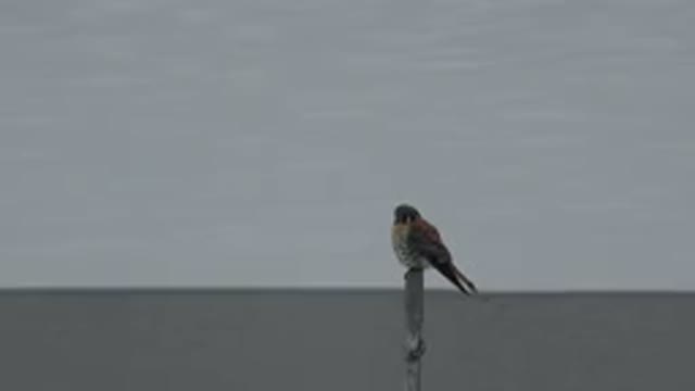 WESTMINSTER COLORADO-2015: A Bird Stares At The Sea Then Flies Away