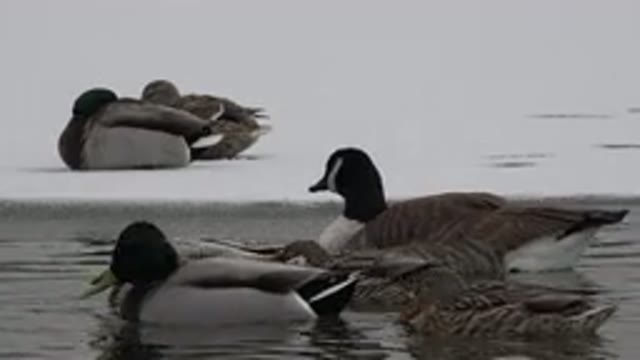 WESTMINSTER COLORADO-2015: Cute Ducks And Their Chicks Swimming Away In The
