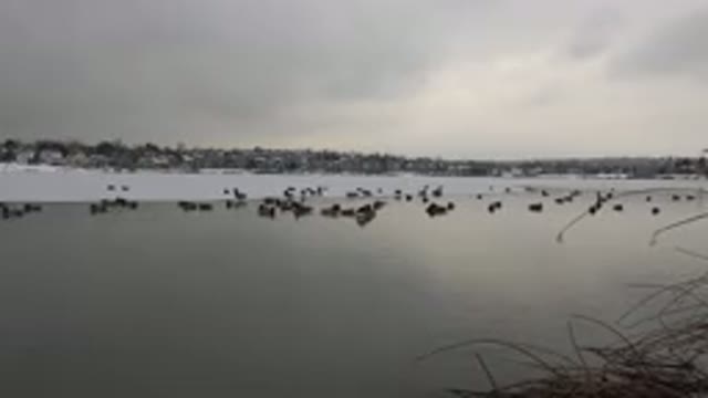 WESTMINSTER COLORADO-2015: Birds On Lake With Snow In Background And Gray Cloudy
