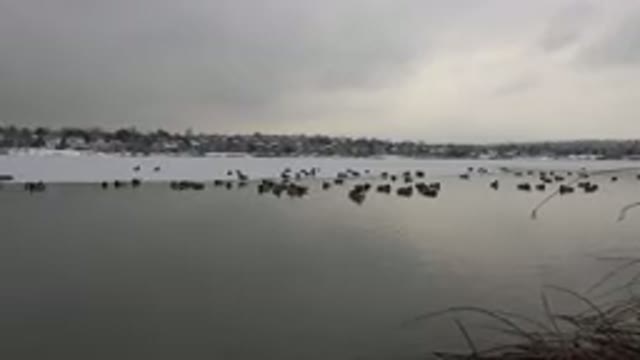 WESTMINSTER COLORADO-2015: Lake During Winter With Lots Of Birds On It