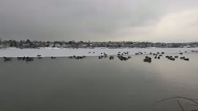 WESTMINSTER COLORADO-2015: Ducks Swimming In Pond On A Cloudy Afternoon