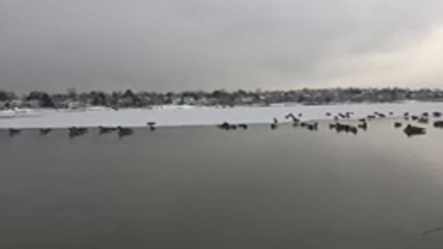 WESTMINSTER COLORADO-2015: Beautiful River With Several Birds Swimming Outdoors