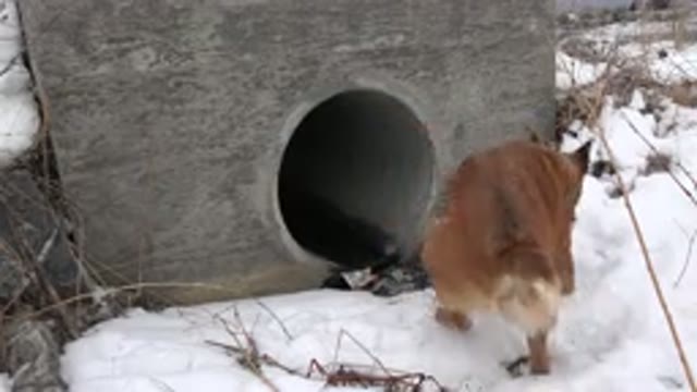 WESTMINSTER COLORADO-2015: Brown Curious Dog Sniffs Snow Covered Drainage Tube