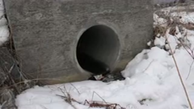 WESTMINSTER COLORADO-2015: A Long Solid Pipe In The Snow