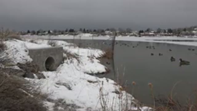 WESTMINSTER COLORADO-2015: A Brown Dog Walks Into A Snowy Riverside With Some