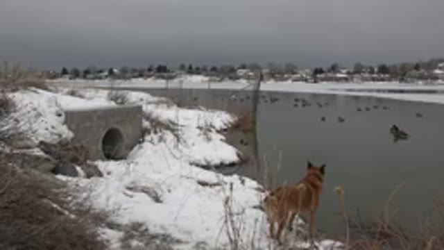 WESTMINSTER COLORADO-2015: Dog In The Winter Watching Birds In The Cold Water
