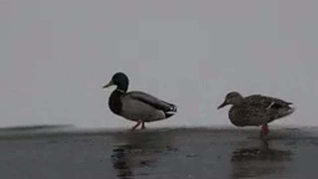 WESTMINSTER COLORADO-2015: Cute Duck Waddling Their Way Into The Lake On A Chilly Day