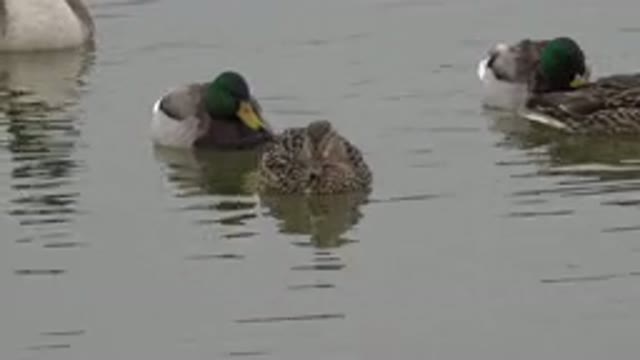 WESTMINSTER COLORADO-2015: Mallard And Brown Ducks Swimming In Water On A Clear Day