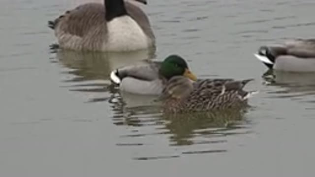 WESTMINSTER COLORADO-2015: Birds Ducks Swimming Water Lake Plumage Animals Zoo