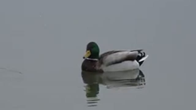 WESTMINSTER COLORADO-2015: Mallard And Brown Duck Swimming In Calm Water On A