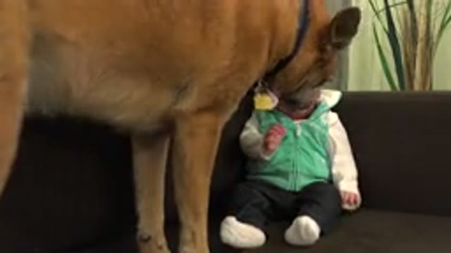 WESTMINSTER COLORADO-2015: Baby in Green and Black Dress Playing with Dog