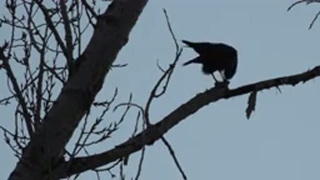 WESTMINSTER COLORADO-2015: A Bird Perched On A Branch With A Cloudy Sky For A