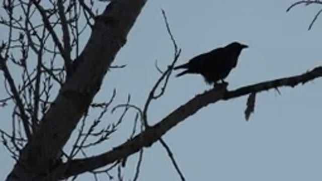 WESTMINSTER COLORADO-2015: Bird In Tree Branch Against Blue Sky On A Clear Day