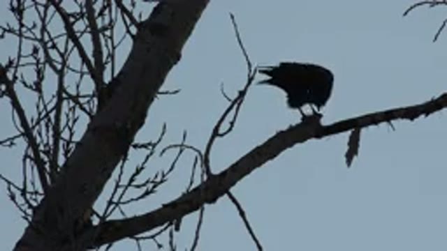 WESTMINSTER COLORADO-2015: A Raven Perches on a Bleak Fence on a Dim Day