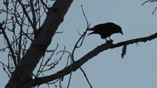 WESTMINSTER COLORADO-2015: Bird Perched On Dry Tree Branch Pecking At